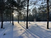 Bendras plotas 2,3802ha, miško paskirties 0 - nuotraukos Nr. 12