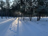 Bendras plotas 2,3802ha, miško paskirties 0 - nuotraukos Nr. 13