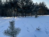 Bendras plotas 2,3802ha, miško paskirties 0 - nuotraukos Nr. 14