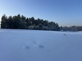 Bendras plotas 2,3802ha, miško paskirties 0 - nuotraukos Nr. 15