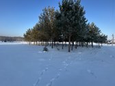 Bendras plotas 2,3802ha, miško paskirties 0 - nuotraukos Nr. 16
