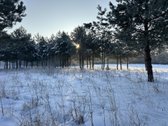 Bendras plotas 2,3802ha, miško paskirties 0 - nuotraukos Nr. 18