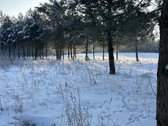 Bendras plotas 2,3802ha, miško paskirties 0 - nuotraukos Nr. 19