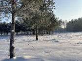 Bendras plotas 2,3802ha, miško paskirties 0 - nuotraukos Nr. 21