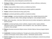 Naujas 30 Butų Projektas Pilaitėje – - nuotraukos Nr. 22