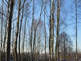 Vilniaus r. sav., Nemėžio sen., Skaidiškių k. - nuotraukos Nr. 21
