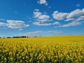 4 pastatų sodyba su dideliu sodu, asfaltuotas - nuotraukos Nr. 6