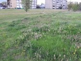 Parduodamas 25,50 a žemės sklypas Kėdainiuose