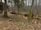 0,71 ha sklypas su 130 m pakrante prie Želvos - nuotraukos Nr. 3