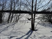 Namų valdos sklypas 95,03 arų su kokybiškai - nuotraukos Nr. 12