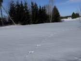 Namų valdos sklypas 95,03 arų su kokybiškai - nuotraukos Nr. 11
