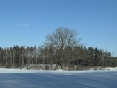 Namų valdos sklypas 95,03 arų su kokybiškai - nuotraukos Nr. 14