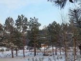 Naujame gyvenamųjų namų kvartale, pušyne - nuotraukos Nr. 4