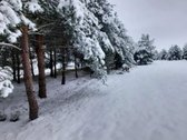 45 a sklypas su brandžiomis pušimis Bartonių - nuotraukos Nr. 4