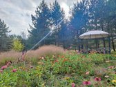 45 a sklypas su brandžiomis pušimis Bartonių - nuotraukos Nr. 2