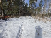 Sklypas miško prieigose ir medžiai yra sklypo - nuotraukos Nr. 3