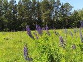 Parduodami sklypai apjuosti šimtamečio pušyno - nuotraukos Nr. 4