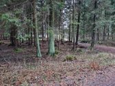 Parduodamas unikalus miško paskirties sklypas - nuotraukos Nr. 4
