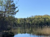 Parduodamas unikalus miško paskirties sklypas - nuotraukos Nr. 6