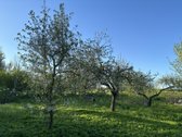 Sienų rąstai gero stovio. 3 pečiai, duonkepis - nuotraukos Nr. 13