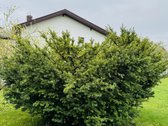 Parduodamas 6,27 aro žemės sklypas su gautu - nuotraukos Nr. 4