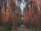 Parduodamas Paskutinis Sklypas Su Statybos - nuotraukos Nr. 4