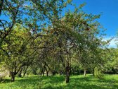 Parduodama Erdvi Sodyba Anykščių R., Aulelių K. - nuotraukos Nr. 7