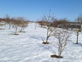 Parduodamas sklypas Liepinėje, 5502'31.8"n - nuotraukos Nr. 14