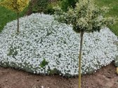 Parduodamas 96 arų išpuoselėtas žemės sklypas - nuotraukos Nr. 3
