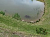 Parduodamas 96 arų išpuoselėtas žemės sklypas - nuotraukos Nr. 5