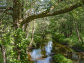 Žemės Sklypas, Besiribojantis Su Šalčios Upe - nuotraukos Nr. 7