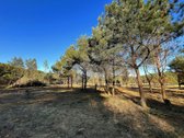 Naujame gyvenamųjų namų kvartale, pušyne - nuotraukos Nr. 7