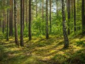 Parduodamas Sklypas Vilkaviškio R., Osijos K. - nuotraukos Nr. 3