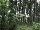 Parduodamas sklypas vaizdingoje vietovėje - nuotraukos Nr. 2