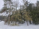Parduodami 3 sklypai Vėžionyse prie marių - nuotraukos Nr. 5