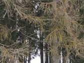 Parduodami 3 sklypai Vėžionyse prie marių - nuotraukos Nr. 6