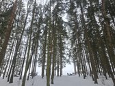 Parduodami 3 sklypai Vėžionyse prie marių - nuotraukos Nr. 7