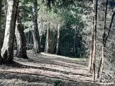 Atlikau kadastrinius matavimus, sklypo sonu - nuotraukos Nr. 4