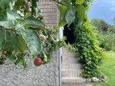 Šnaukštuose parduodamas mūrinis dviejų aukštų - nuotraukos Nr. 12