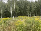 Kraštinis sklypas prie miško, arti Spėros ežero - nuotraukos Nr. 2