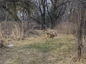 Parduodamas sklypas su gyvenamuoju namu - nuotraukos Nr. 5