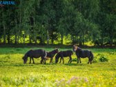 Parduodamas Jaukus Namas Gamtos Apsuptyje, - nuotraukos Nr. 13