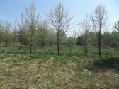 Parduodamas 3,26 ha žemės ūkio paskirties - nuotraukos Nr. 2