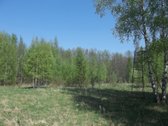 Parduodamas 3,26 ha žemės ūkio paskirties - nuotraukos Nr. 5