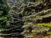 Parduodamas sklypas Kaune Vaišvydavoje - nuotraukos Nr. 7