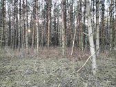 2,7 ha sklypas su mišku Trakų r. Mamavio k. - nuotraukos Nr. 4