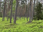 Parduodamas Ypatingai Jaukus 80m2 Namas - nuotraukos Nr. 16