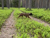 Parduodamas Ypatingai Jaukus 80m2 Namas - nuotraukos Nr. 17