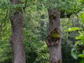 Parduodama Autentiška 1,2ha Sodyba Labanoro - nuotraukos Nr. 14