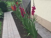 Parduodamas sodo namas (vasarnamis) Vyturių - nuotraukos Nr. 13